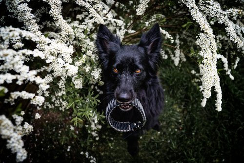 Halsband "Extra Breit" selbst konfigurieren