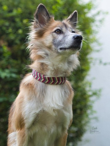 Halsband aus unserer Glamour Edition / selbst konfigurieren